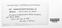 Gymnosporangium juniperi-virginianae image